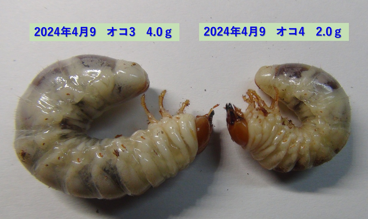 オオクワガタ♂×コククワガタ♀の可能性幼虫_オコ3 4.0g、オコ4 2.0ｇ_2024年4月9日